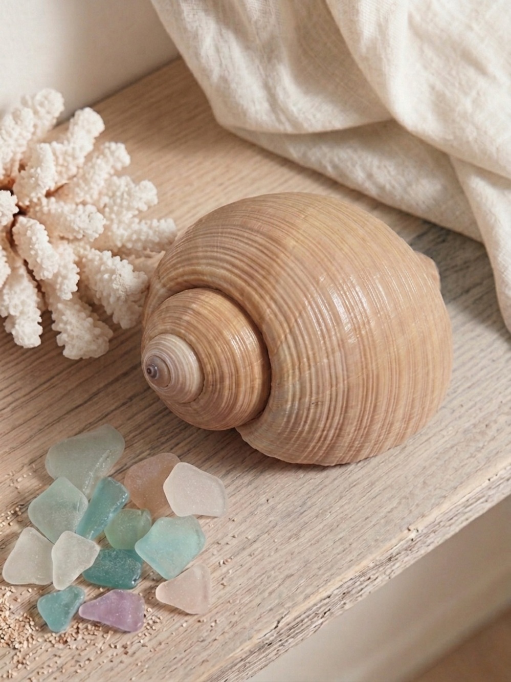 Natural Giant Tun Shell Decorative Shell